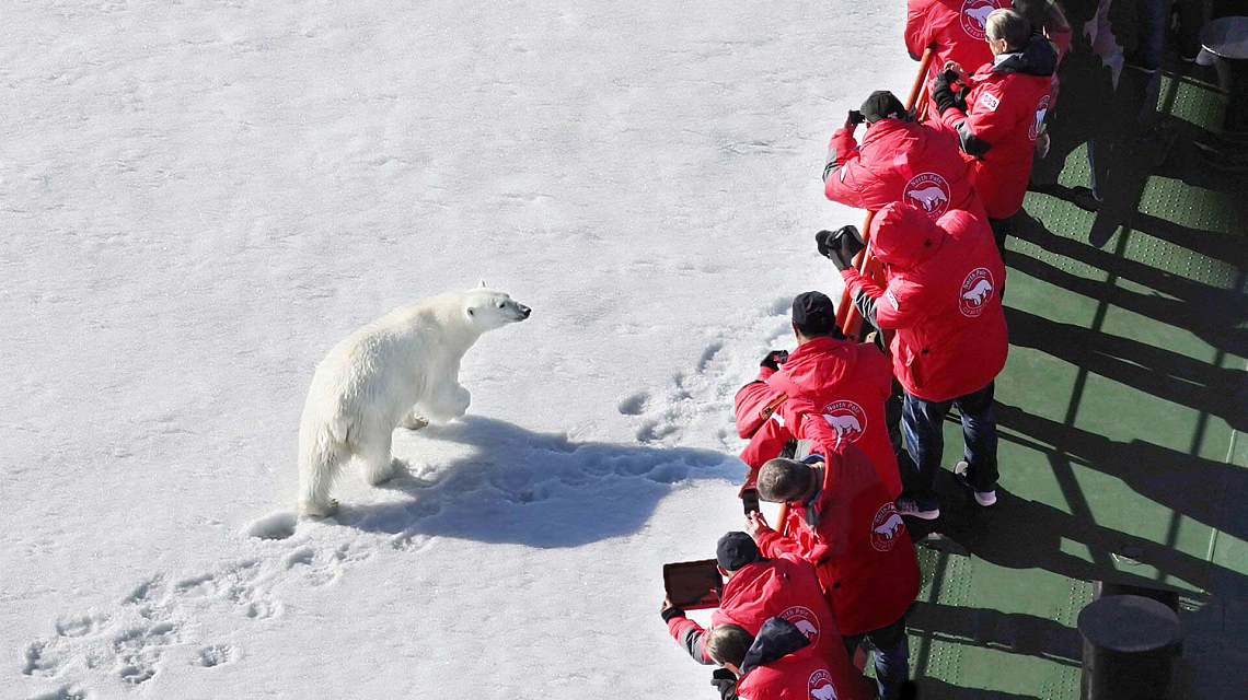 Auf einer Nordpol Reise neugierige Eisbären aus nächster Nähe vom Deck des stärksten Eisbrechers der Welt erleben