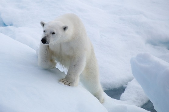 Polar bear at Spitsbergen