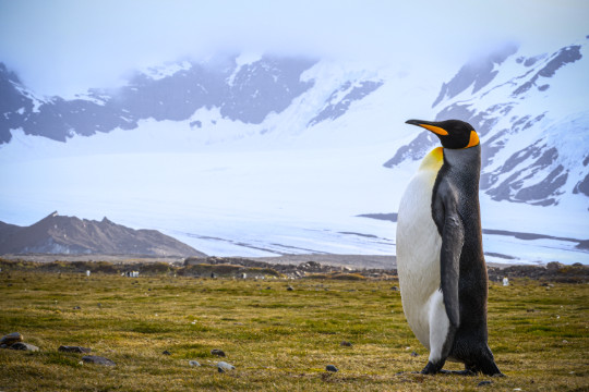 ein Königspinguin in voller Pracht steht vor einer schneebedeckten Kulisse auf Südgeorgien