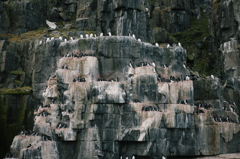 Vögel brüten und nisten auf dem Vogelfelsen an Spitzbergens Küste