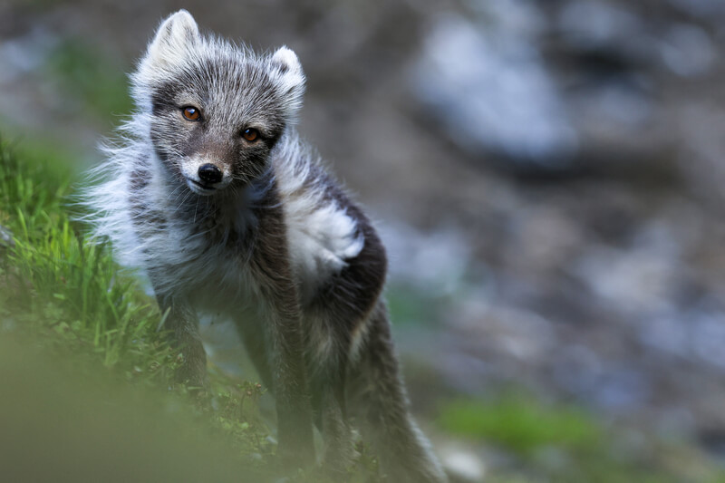 Ein Polarfuchs auf Spitzbergen