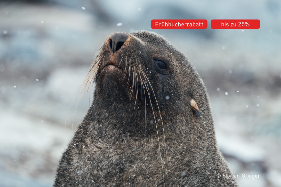 Im Reich der Pinguine und Eisberge