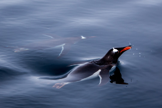 Eoin Pinguin der im Meer schwimmt