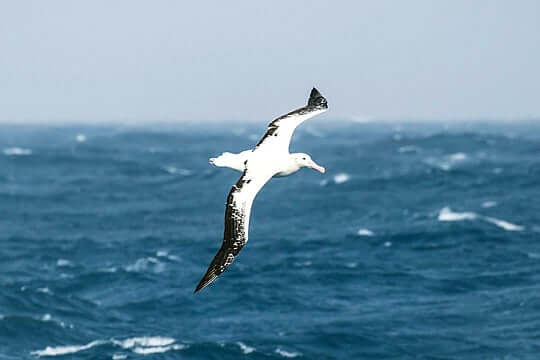 Albatros fliegt über den Wellen in der Antarktis