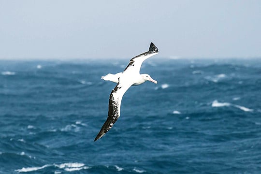 Albatros auf dem Meer
