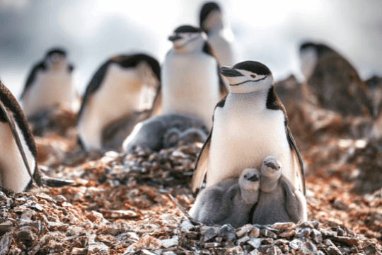 Pinguin auf einem Nest mit seinem Nachwuchs
