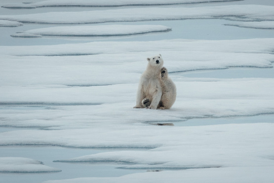 Spitzbergen bis zur Eisgrenze