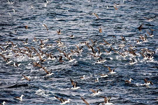 Vogelschwarm auf dem Meer