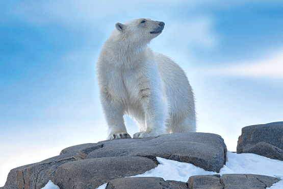Arktis Expedition Intensiv & Eisbären-Safari