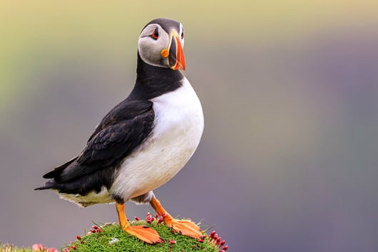 Papageientaucher in Island