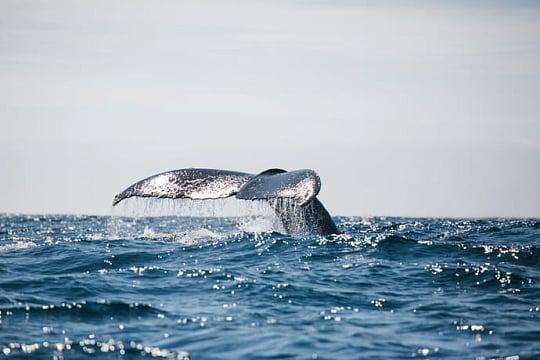 Eine große Walflosse ragt aus dem Meer