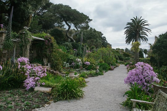 Tresco Abbey Garden auf den Scilly Inseln mit einer spektakulären Sammlung von exotischen Pflanzen einer Benediktinerabtei