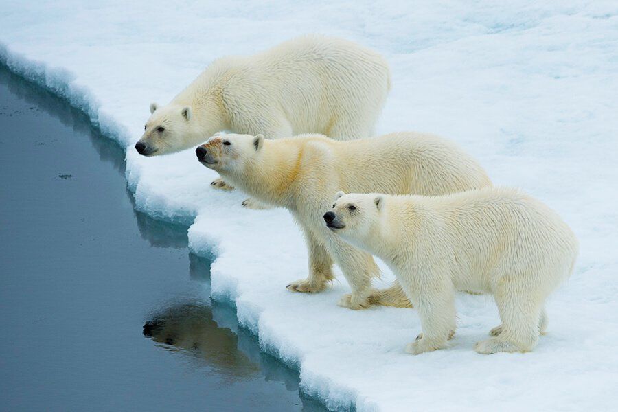 Drei Eisbären stehen an der Küste von Spitzbergen auf dem Packeis