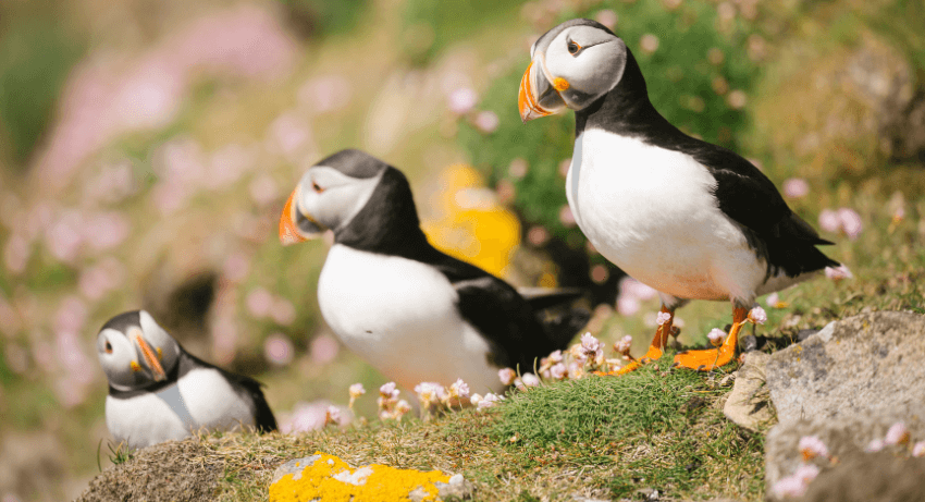 British Isles_Birdlife