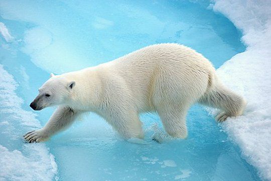 Ein Eisbär läuft über das Packeis vor Spitzbergen