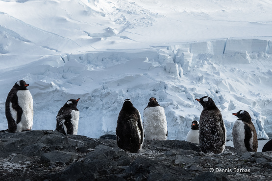 Im Reich der Pinguine und Eisberge