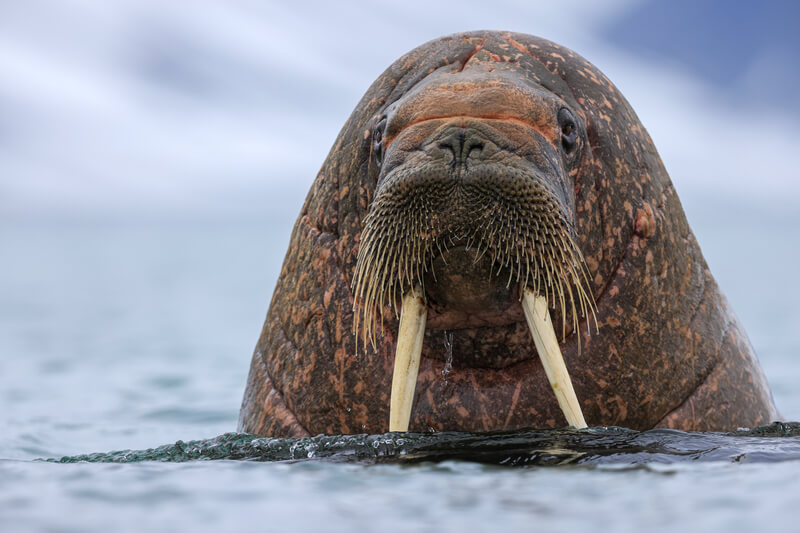 Ein Walross das aus dem Meer vor Spitzbergen direkt in die Kamera schaut