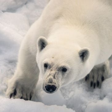 Svalbard & NE Greenland National Park_EISBÄREN