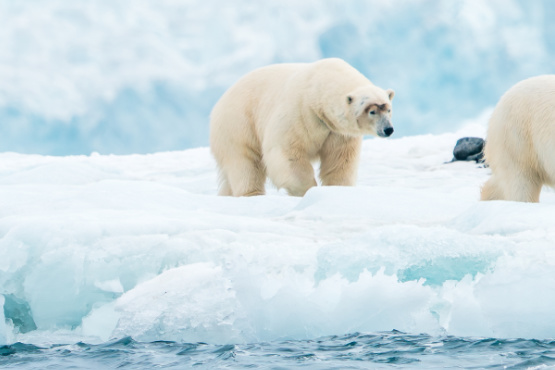 Spitzbergen – Eisbären