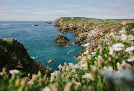 Die Küste von Irland mit schroffen Klippen und Blühten im Frühling während der Kreuzfahrt