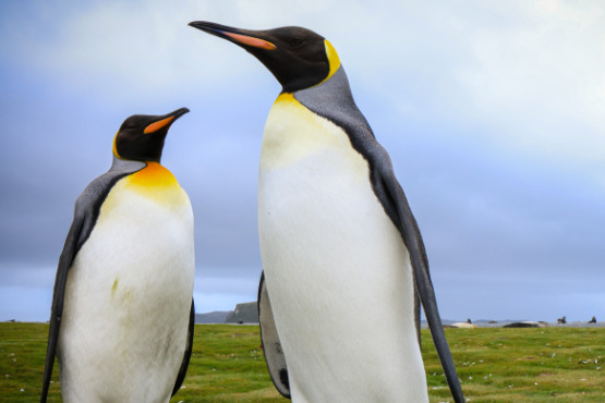 Pinguine beobachten