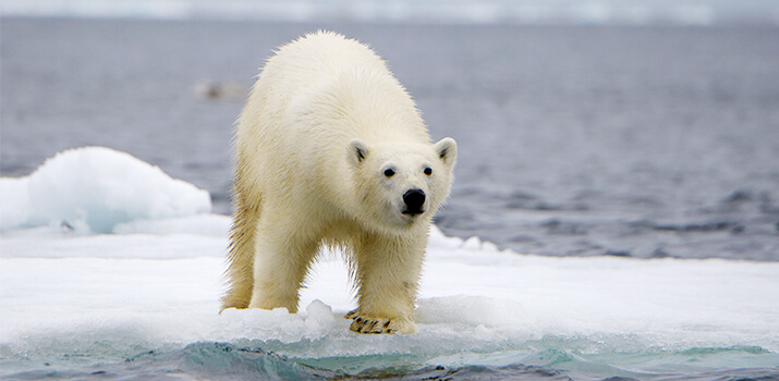 Arktis. Island, Jan Mayen & Spitzbergen. EISBÄREN