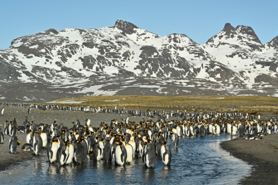 Tierparadies der Subantarktis
