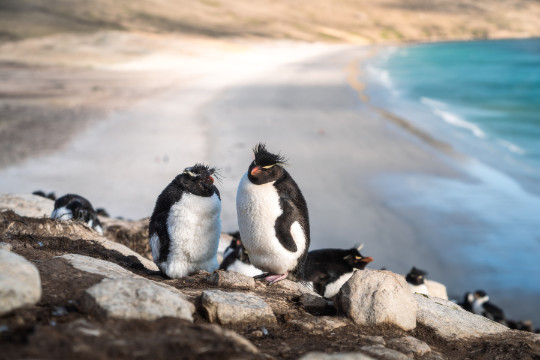 Pinguine an der Küste der Falklandinseln