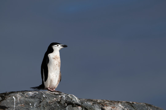 Ein Pinguin steht auf einem Felsvorsprung und blickt in die Ferne