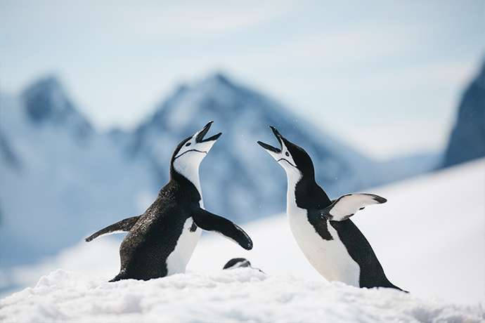 Schnabelnde Pinguine in der Antarktis