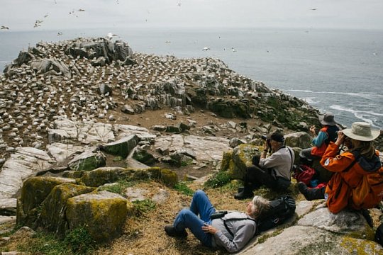 Great Saltee mit Papageientaucher, Basstölpel, Tordalken, Trottellummen, Dreizehenmöwen und Sturmtaucher ist ein Fotoparadies für unsere Kreuzfahrer