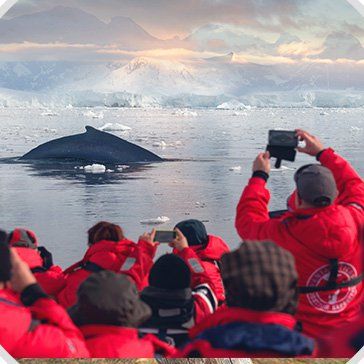 Antarktis. Falklandinseln & Südgeorgien. MEERESSÄUGETIERE IN HÜLLE UND FÜLLE
