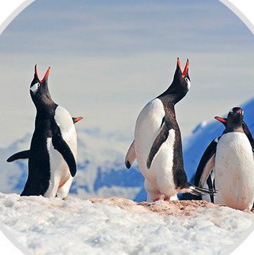 Antarktis. Falklandinseln, Südgeorgien & Antarktis. DIE ANTARKTISCHE HALBINSEL
