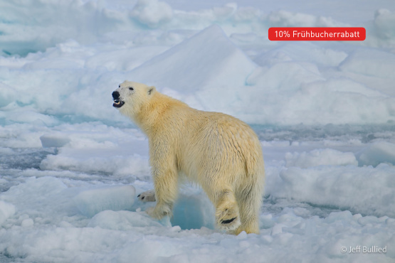 Arktis Expedition Intensiv: Im Land der Eisbären