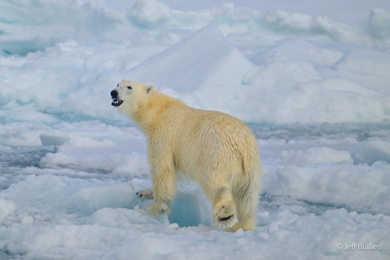Arktis Expedition Intensiv: Im Land der Eisbären