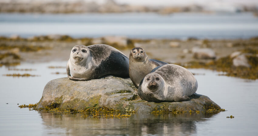 Robben auf Spitzbergen