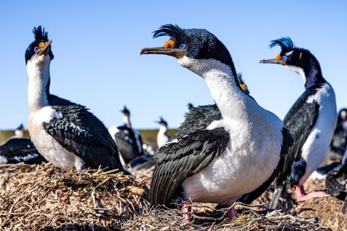 Brütende Seevögel auf den Falklandinseln