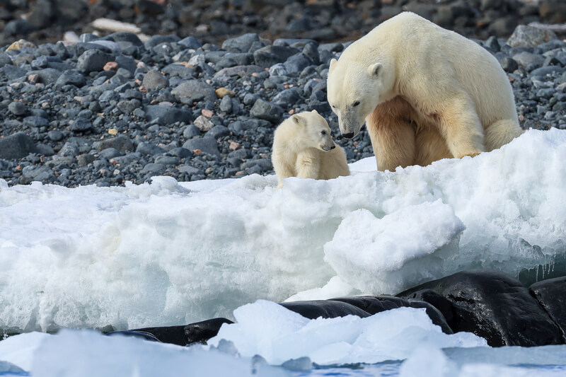 Eisbärenmutter mit einem kleinen Eisbären auf einem Schneefeld an der Küste von Spitzbergen