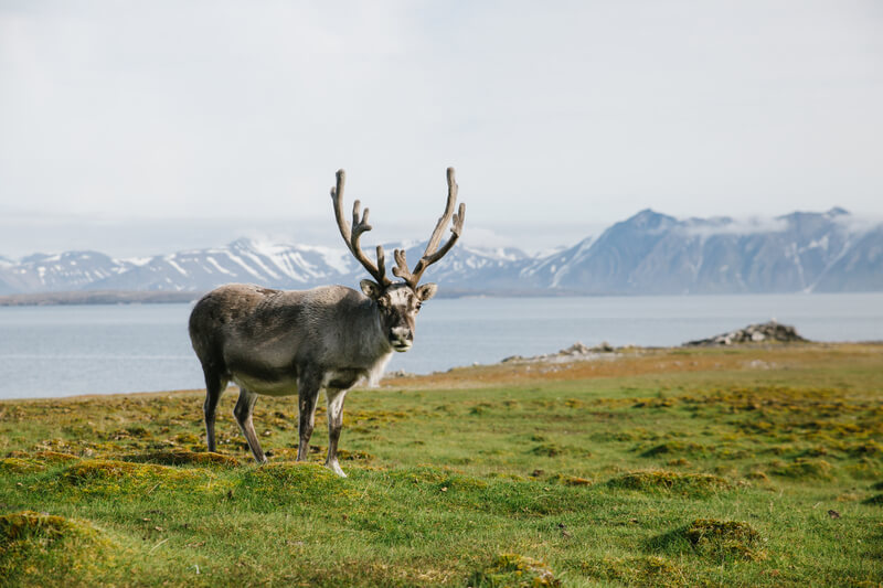 Ein Renntier auf einer grünen Wiese in einem Fjord auf Spitzbergen.