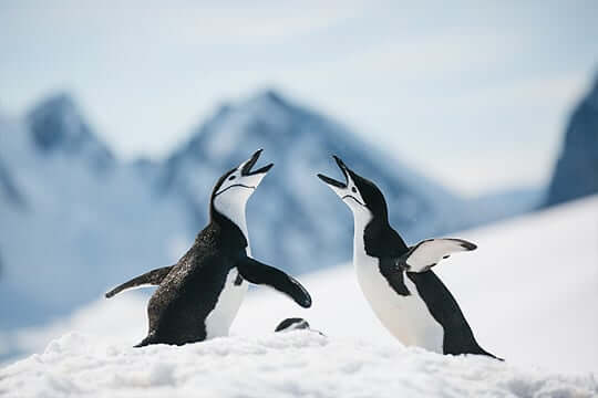 Zwei Pinguin in der Antarktis beim schnabeln