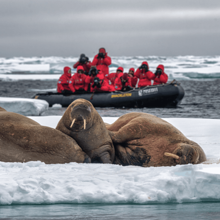 Svalbard Circumnavigation and Kvitøya_KVITØYA