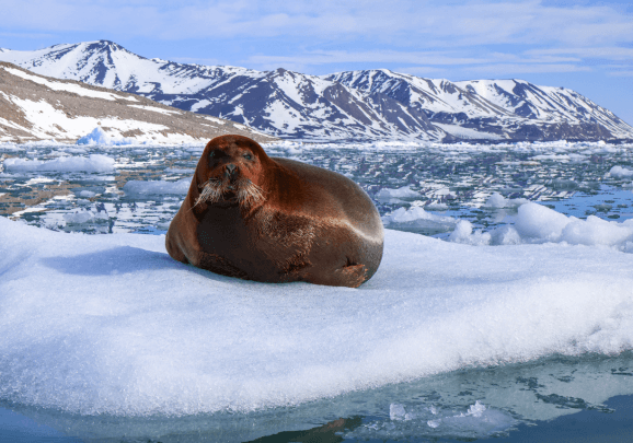 Ein Robbe liegt auf einer Eisscholle und man erkennt die Küste von Spitzbergen und die schneebedeckten Berge im Hintergrund