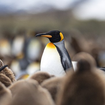 Antarktis. Falklandinseln, Südgeorgien & Antarktis. SÜDGEORGIEN