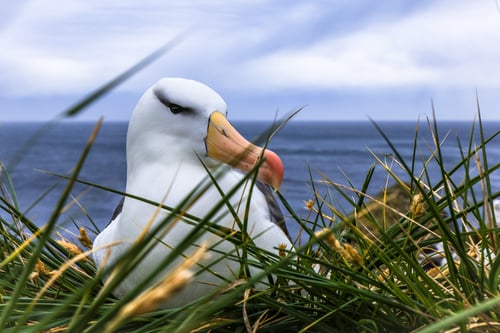 Seevogel im nest auf den Falklandinseln
