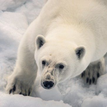 Arktis. Die russische Arktis. SPITZBERGEN, SVALBARD