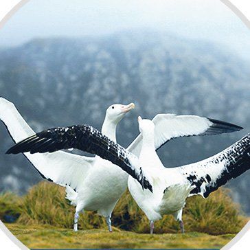Antarktis. Falklandinseln, Südgeorgien & Antarktis. DIE FALKLANDINSELN