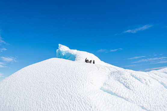 Im Reich der Pinguine und Eisberge