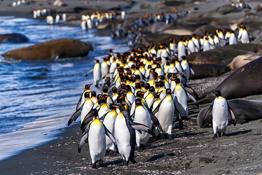Pinguine am Strand von Südgeorgien