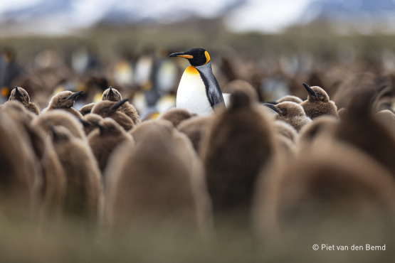 Tierparadies der Subantarktis