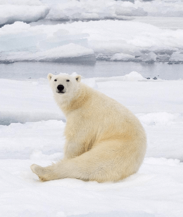 Arktis Expedition Intensiv & Eisbären-Safari
